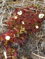 sundew-ali